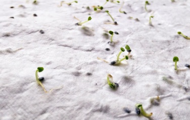 Logotrade promotional giveaway image of: A5 wildflower seed paper sheet