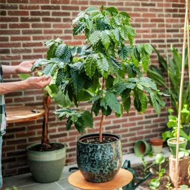 Logo trade advertising products image of: Treemore Letterbox Trees Coffee