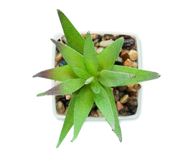 Logotrade promotional gift picture of: Mini artificial plant
