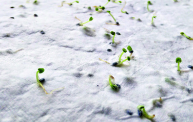 Logo trade promotional items image of: Wildflower seed business card.