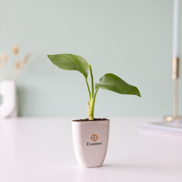 Logo trade firmakingituse pilt: Treemore Letterbox Trees Paradiisilinnu taim