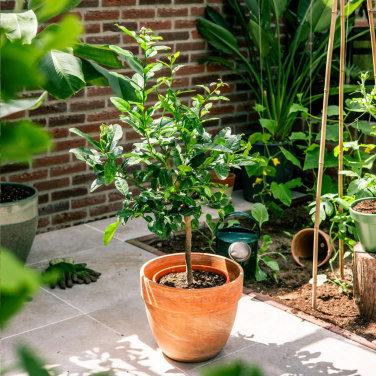 Logo trade mainoslahjat tuotekuva: Treemore Letterbox Trees Kaffir Lemon