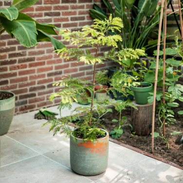 Logo trade mainoslahja ja liikelahja tuotekuva: Treemore Letterbox Trees Giant Sequoia