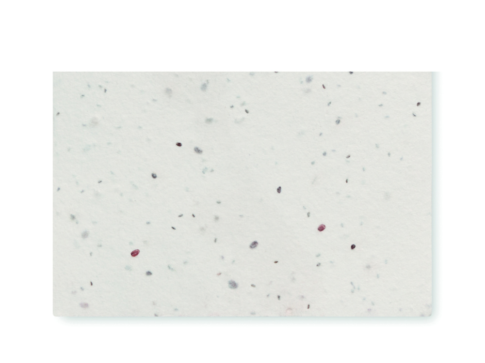 Лого трейд pекламные cувениры фото: Wildflower seed business card.